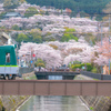 三井寺の桜