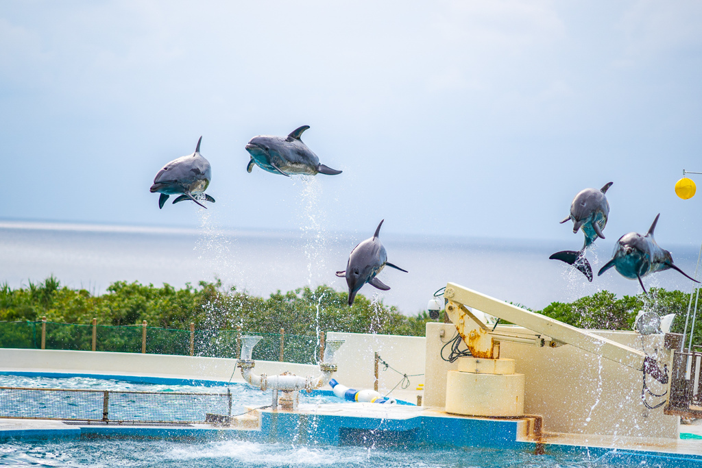 美ら海水族館