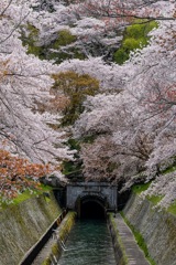 疎水の桜