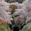 疎水の桜