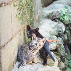 子猫