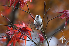 Long Tailed Tit w/ Fall partⅱ