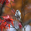 Long Tailed Tit w/ Fall partⅱ