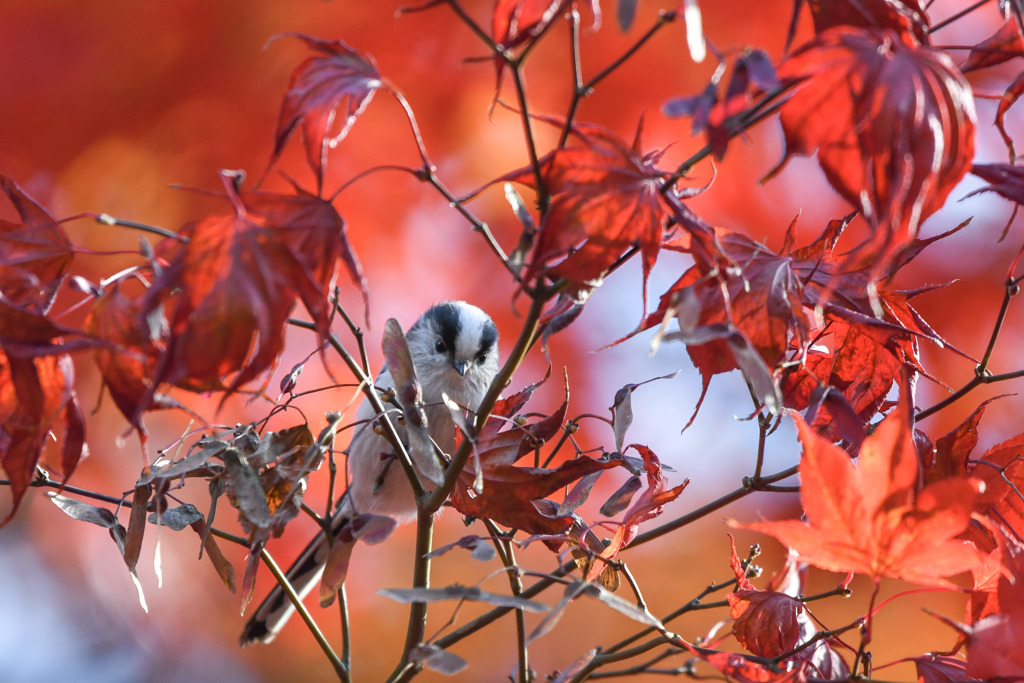 Long Tailed Tit w/ Fall