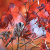 Long Tailed Tit w/ Fall