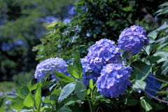 紫陽花