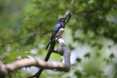 再度山のオオルリ