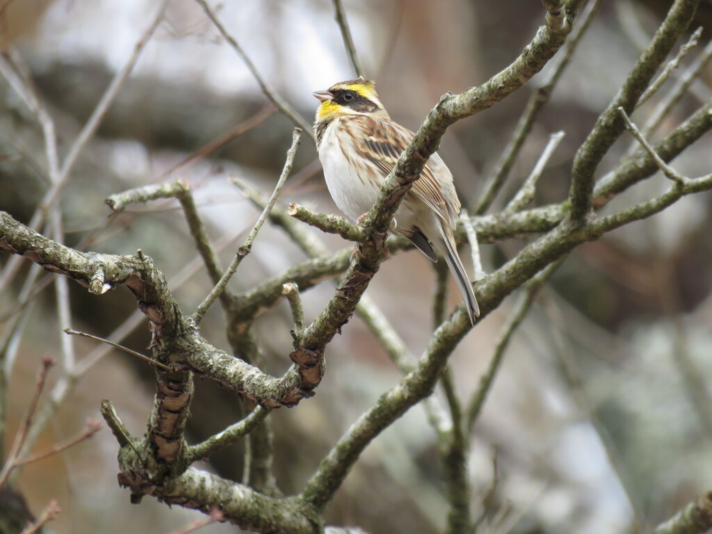 ミヤマホオジロ