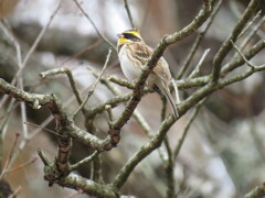 ミヤマホオジロ