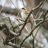 ミヤマホオジロ