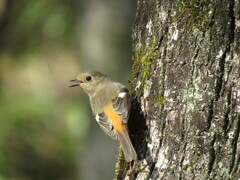ジョウビタキ♀