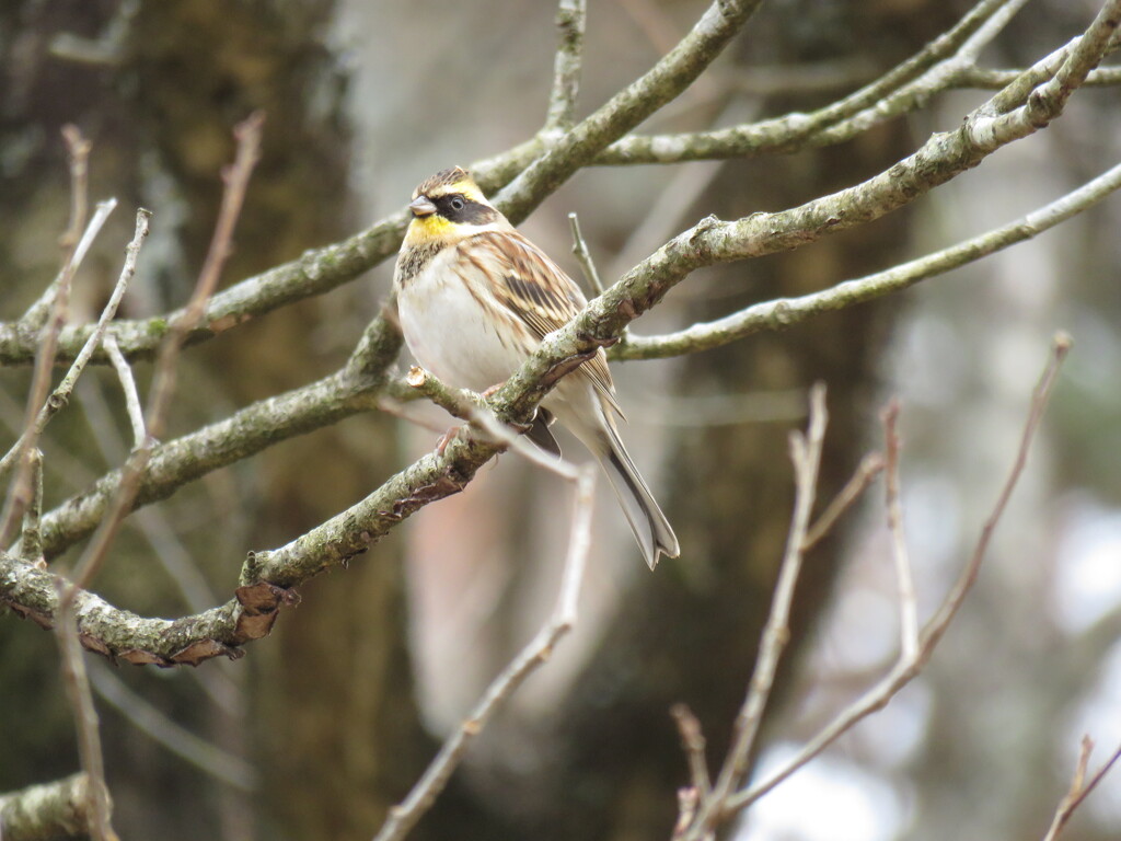 ミヤマホオジロ