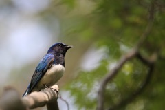 再度山のオオルリ2