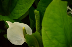 水芭蕉