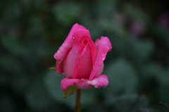 薔薇の蕾
