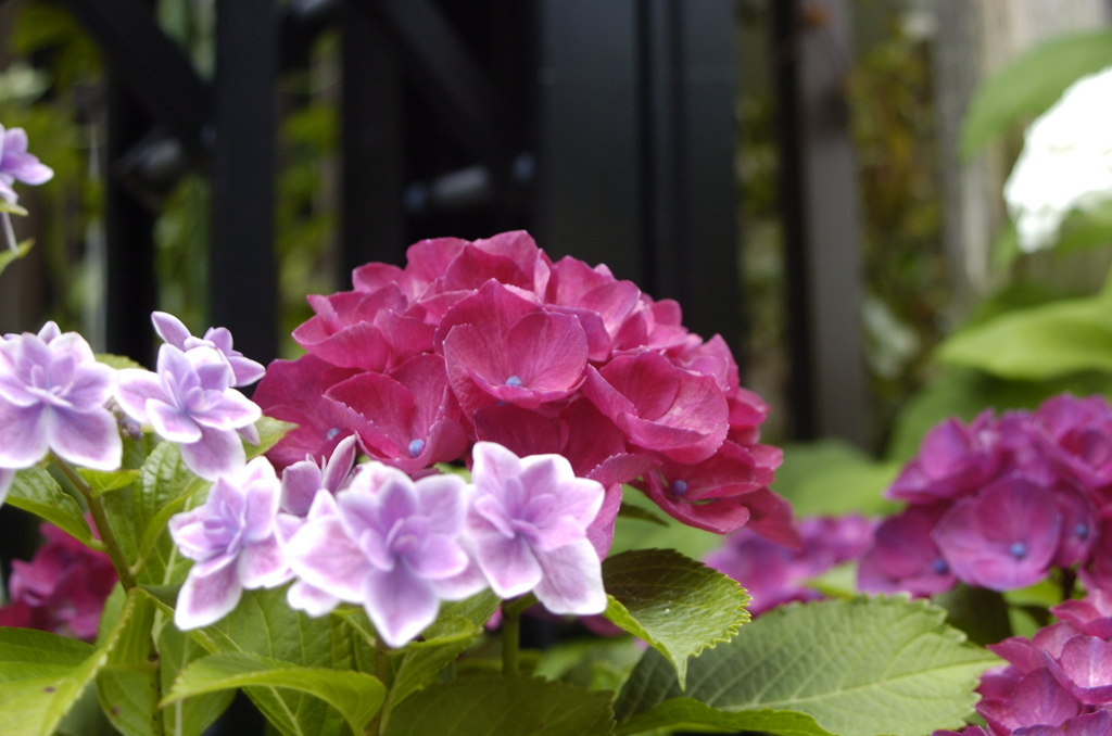 家の紫陽花