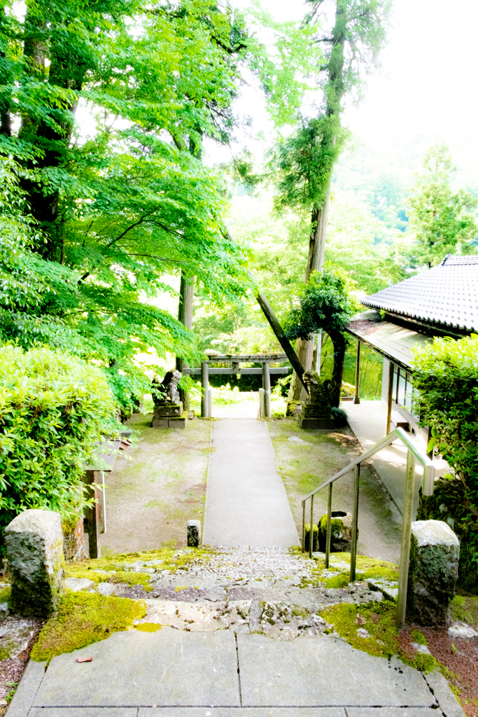 巨木が迎える神社