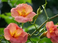 小斎直也の凌霄花（ノウゼンカズラ）