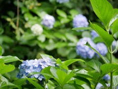 小斎直也の紫陽花（アジサイ）