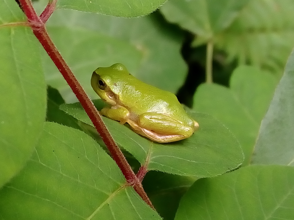 ケロたん