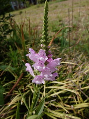 河原の花