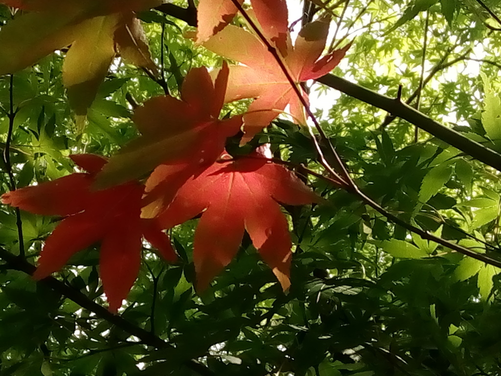 真夏の紅葉