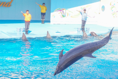 Dolphin　Show