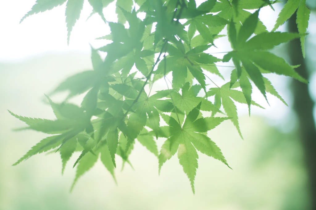 木陰に吹く風