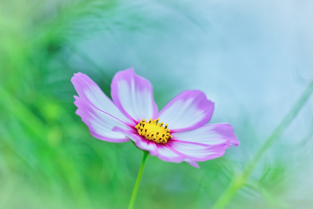 紅白・・・歌合戦？