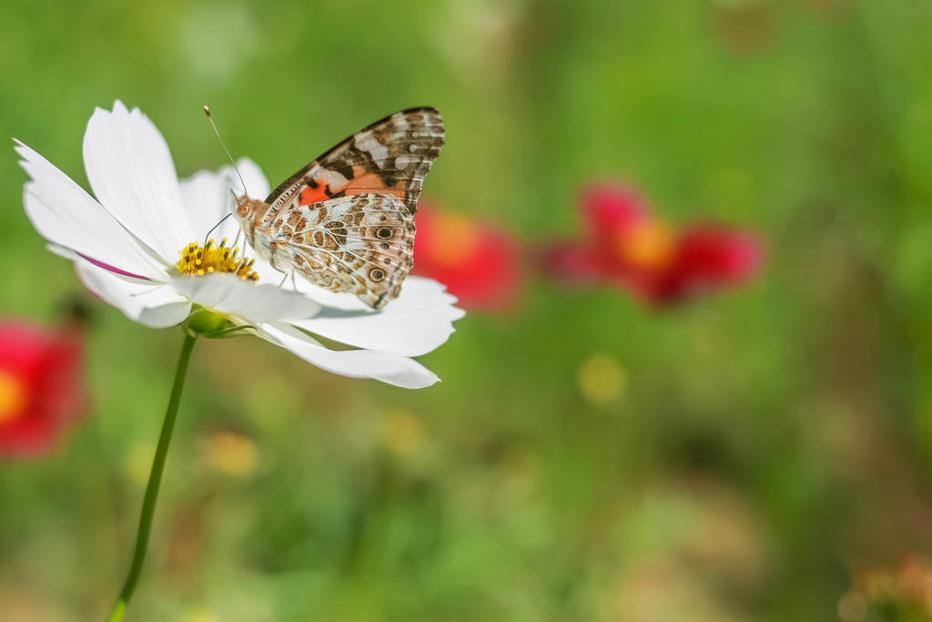 花たちに囲まれて・・