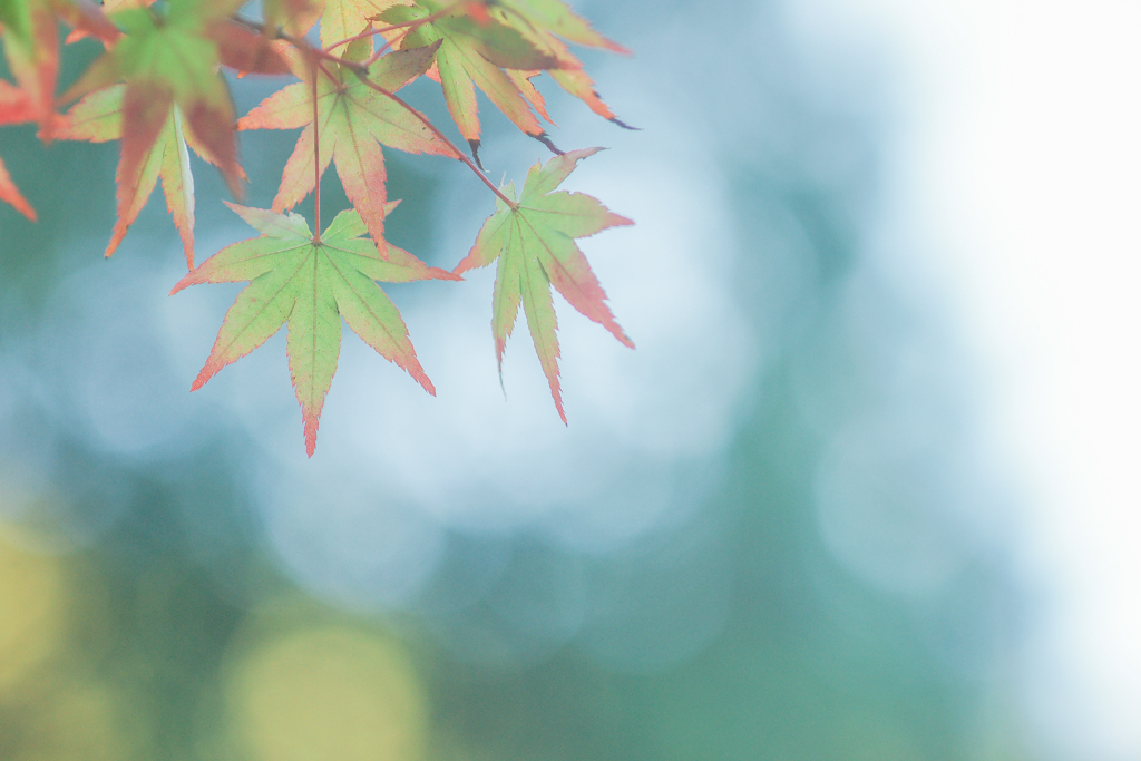 移ろいゆく、時を感じて・・・・