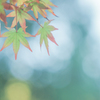 移ろいゆく、時を感じて・・・・
