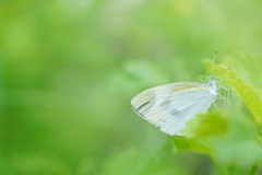 朝露の中で・・・