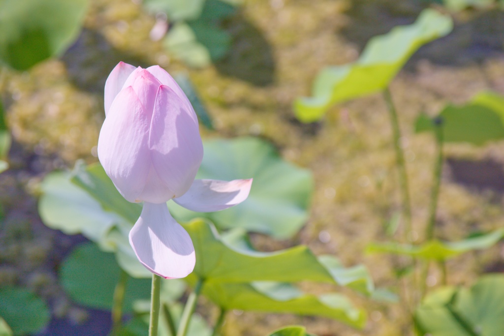 水と共に生きる　其の弐