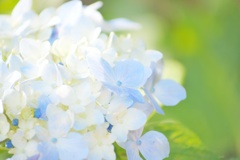 移り変わる色彩