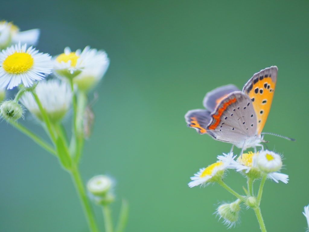 せっせ、せっせと