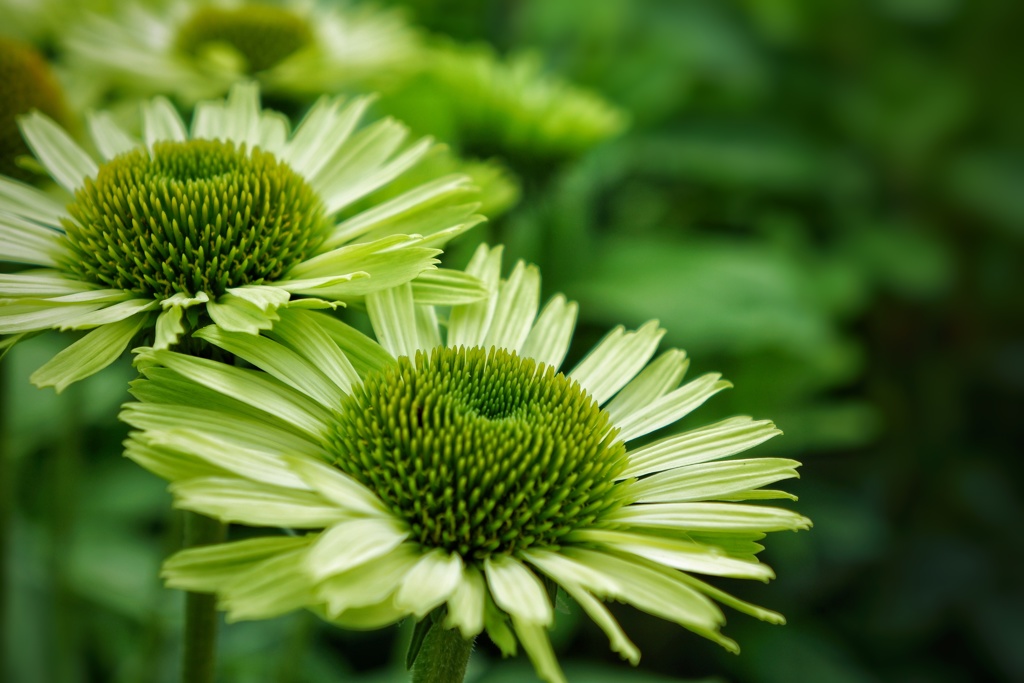 GreenOasis