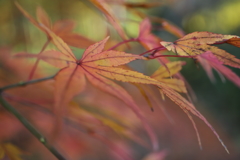 ボケ感の紅葉