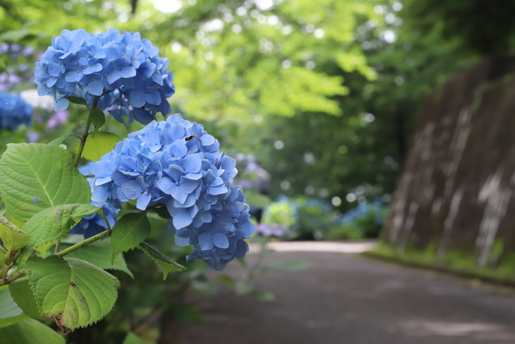 側道に咲く紫陽花