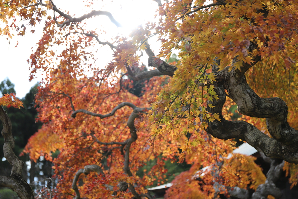 小春日の紅葉