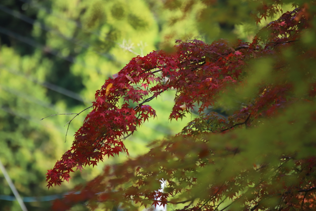 秋の紅葉