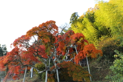 いわきの紅葉