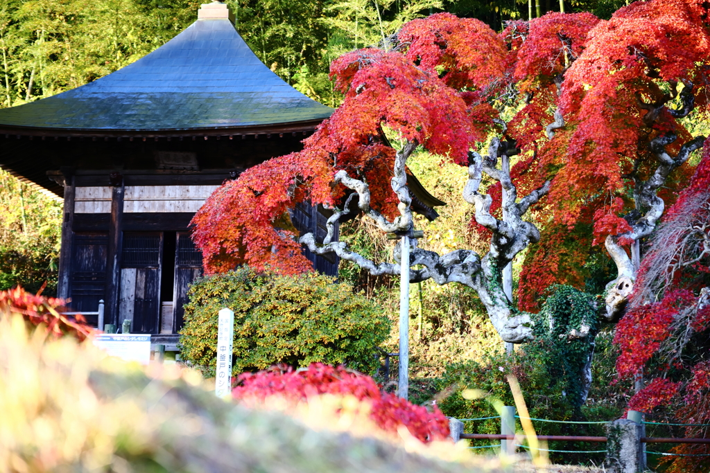 シダレモミジと寺