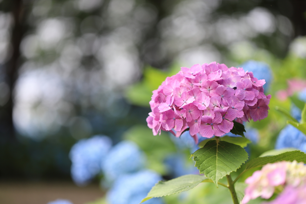 紫陽花