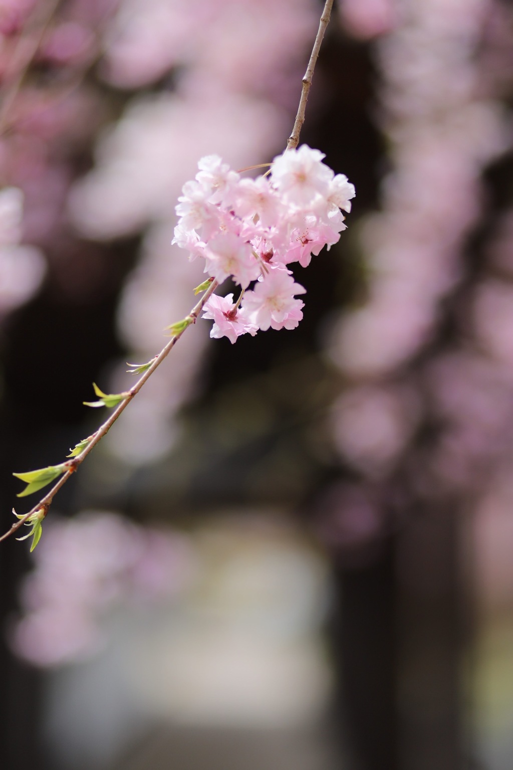 桜のおしくらまんじゅう