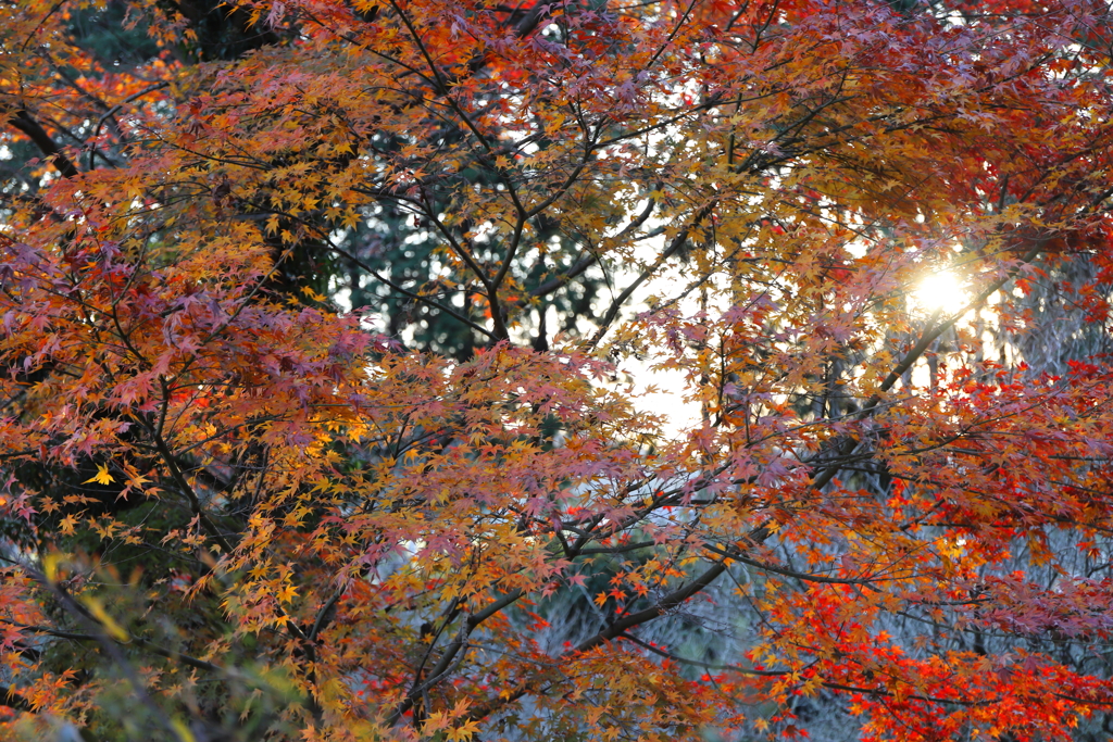 朝日と紅葉