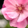 近くの花