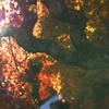 小春日の紅葉