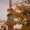 銀杏と東京タワー