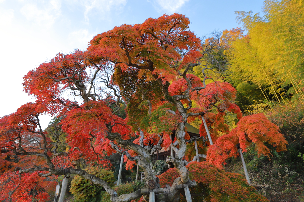 いわきの紅葉